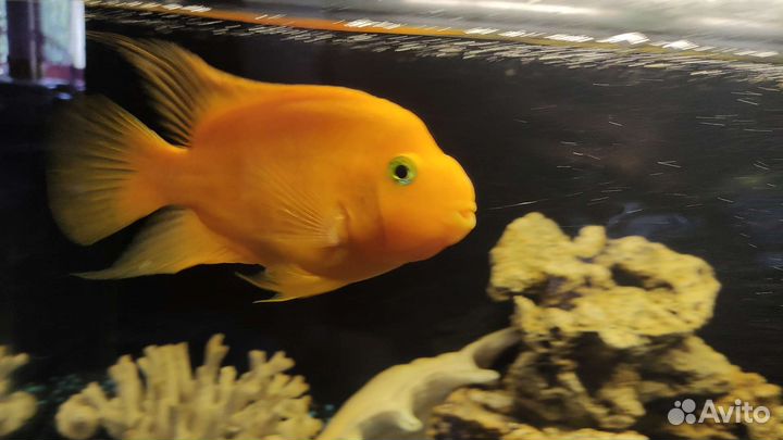 Рыбка попугай