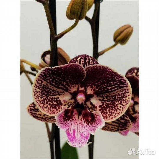 Орхидея фаленопсис биг лип Sally