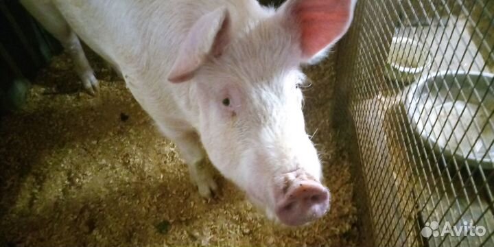 Молодой рабочий хряк осеменитель