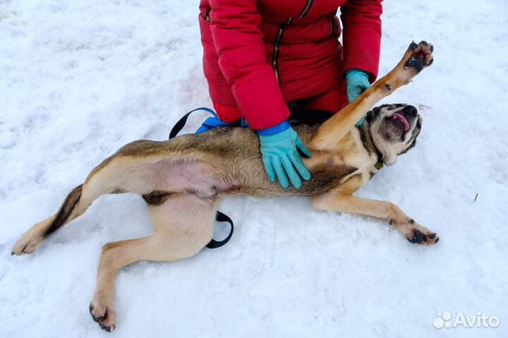 Отдам в добрые руки