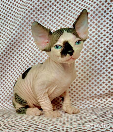 Неземная девочка канадского сфинкса