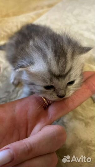 Котята