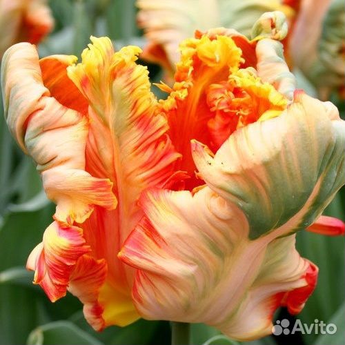 Набор «Поздние сорта тюльпанов»