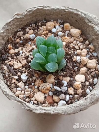 Домашнее растение