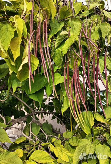 Катальпа семена