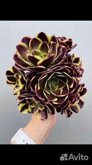 Кактусы и суккуленты