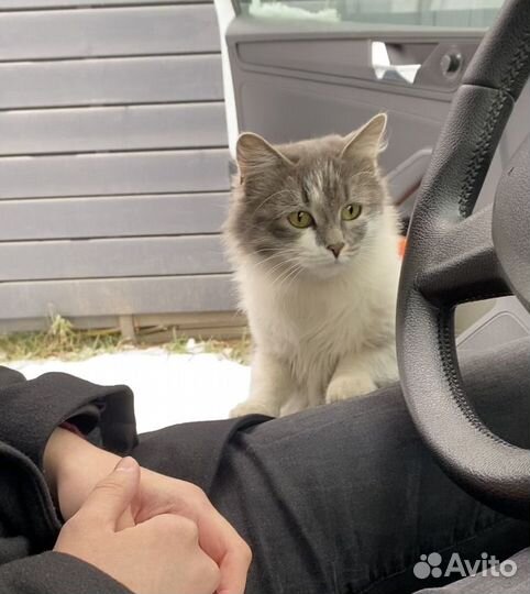 Кошка в добрые руки