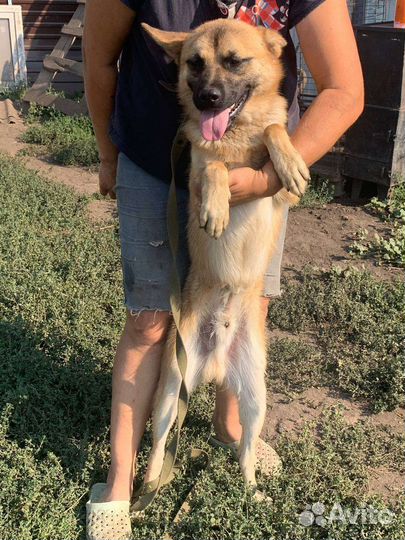 Бельгийская овчарка помесь