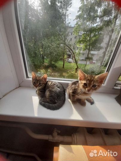 Отдам в добрые руки