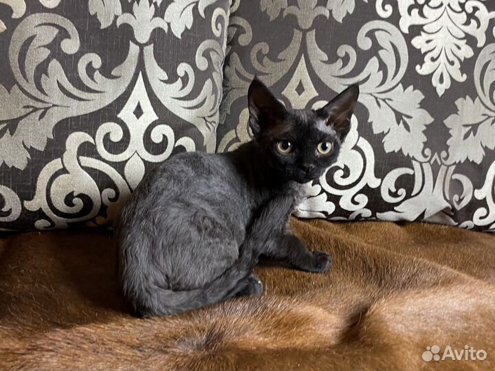 Девон-рекс Черная Алмазная