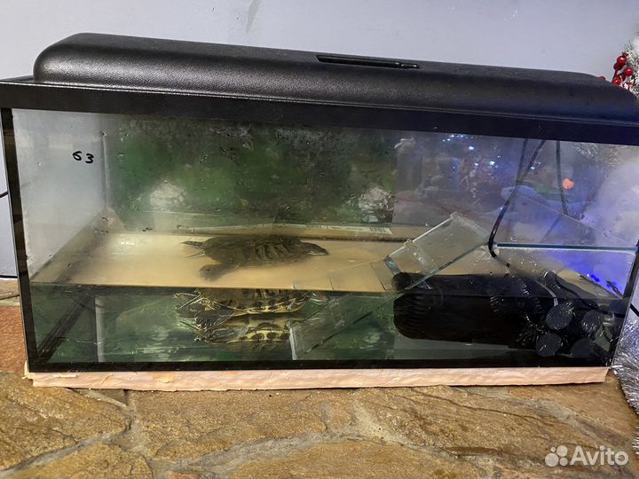 Продается черепашка с аквариумом и фильтром