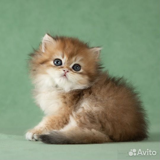 Котята золотые британские длинношерстные шиншиллы