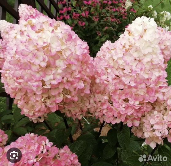 Гортензия метельчатая Меджикал Свит Саммер