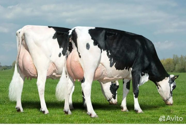 Искусственное осеменение коров Оленино