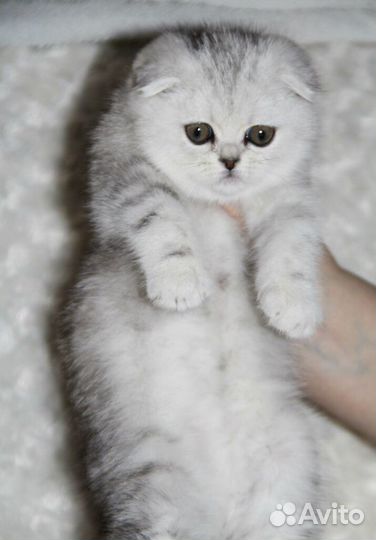 Шотландские вислоухие мальчики и девочки