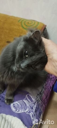 Кошка Голубика