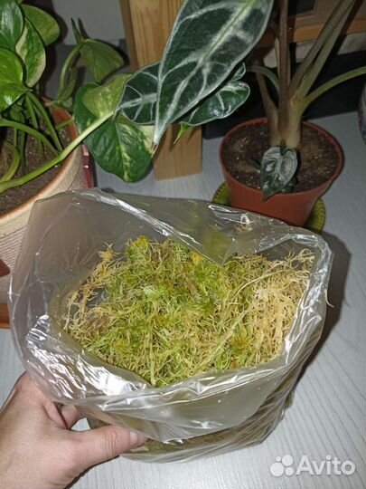 Мох сфагнум живой