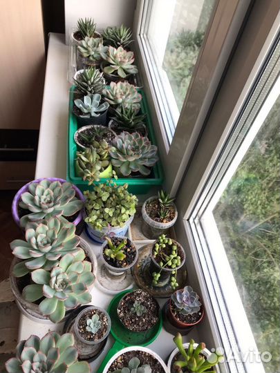Суккуленты разные
