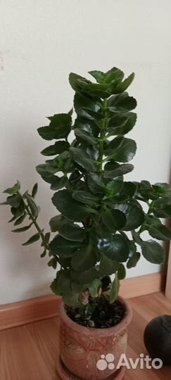 Денежное дерево, щучий хвост, каланхоэ