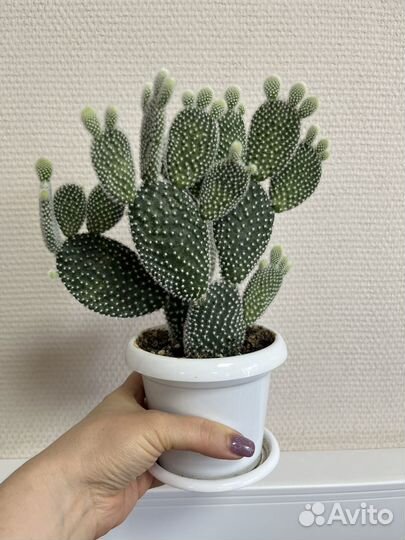 Кактус оппунция мелковолосистая