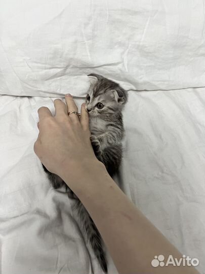 Котята шотландские вислоухие