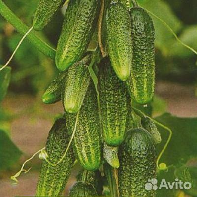 Рассада огурцов