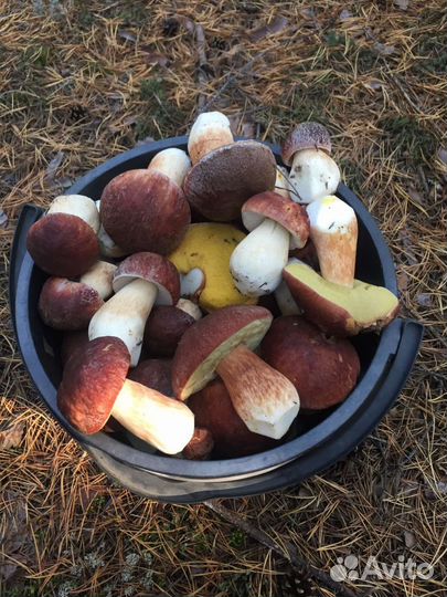 Икра грибная, грибы маринованные