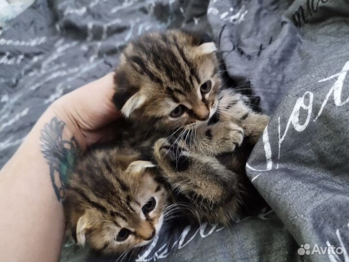 Котята в добрые руки