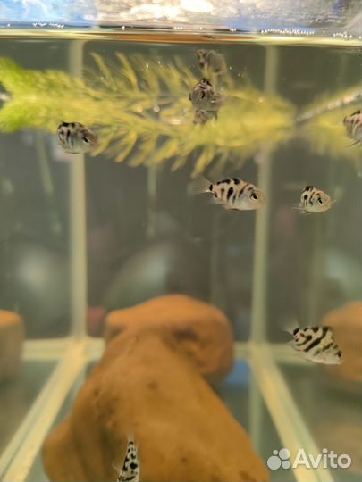 Попугай панда