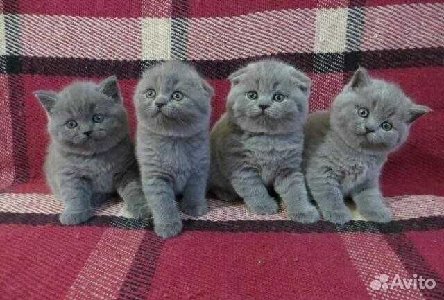 Вислоухие котята