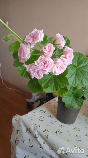 Пеларгония герань