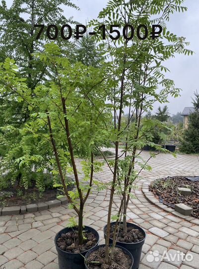 Ель голубая Глаука, лиственница, клен Гиннала