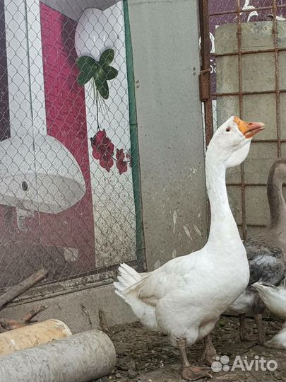 Гуси холмогорские