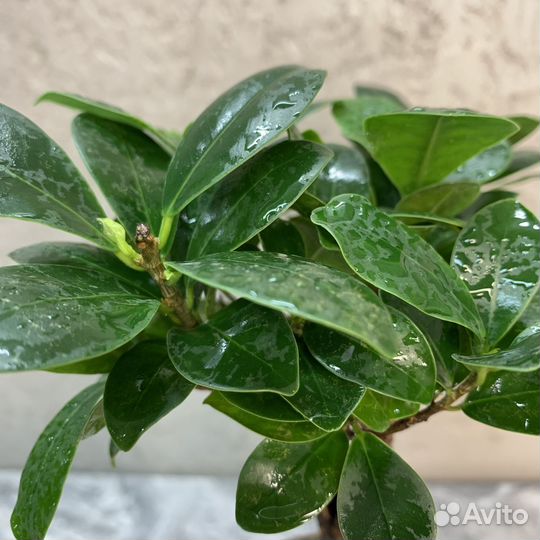 Растение Бонсай - Фикус Микрокарпа (европа)