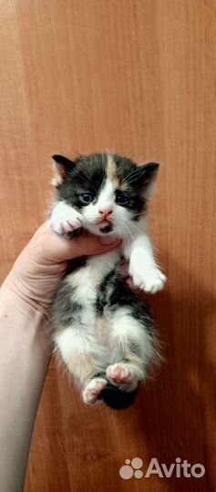 Кошки