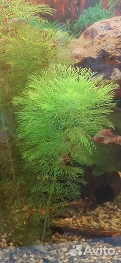 Водоросли для аквариума