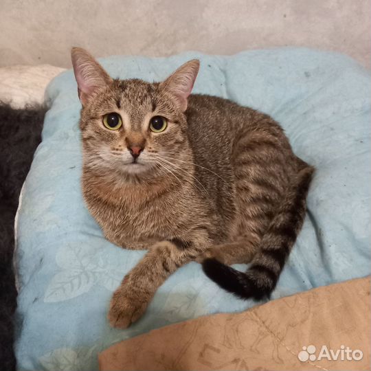 Кошка в дар