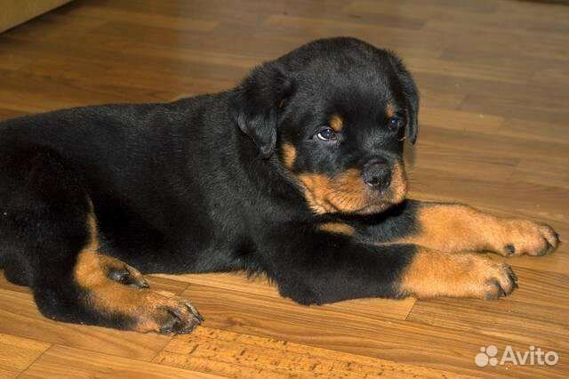 Ротвейлер терьер щенки. Ротвейлеры иркутск. Отдам ротвейлера в добрые руки. Ротвейлеры иркутск. Ротвейлеры иркутск.