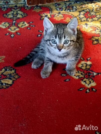 Котята в добрые руки бесплатно