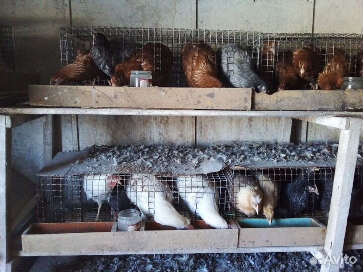 Продаем хороших кур и петухов