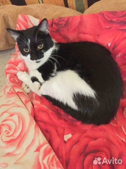 Ласковая кошка Кэнди