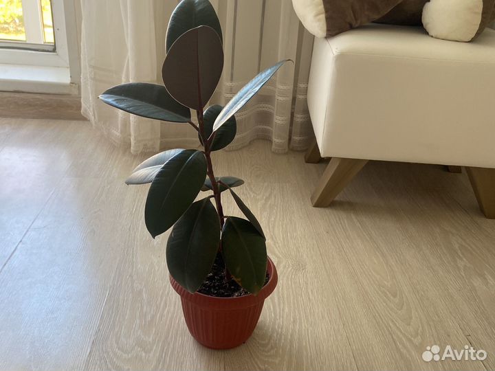 Фикус каучуконосный