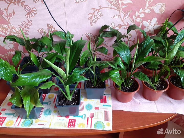 Спатифиллум