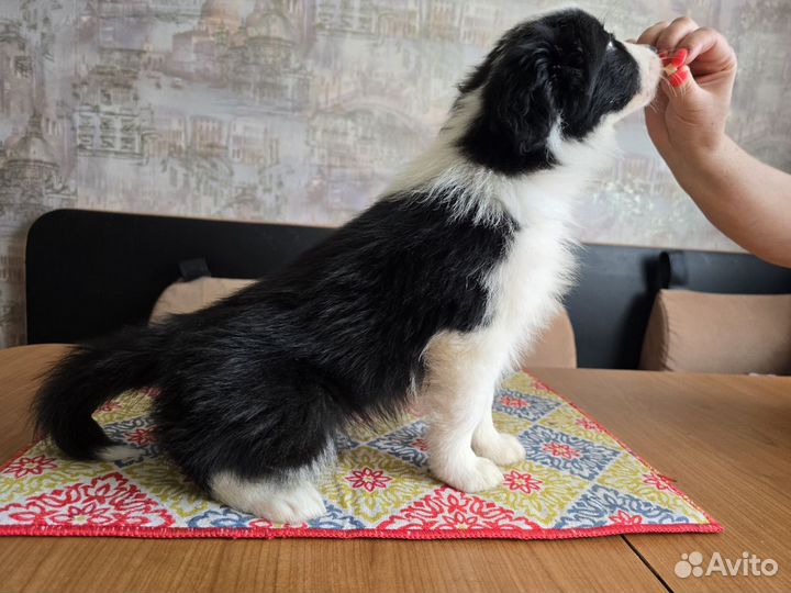 Щенок бордер колли