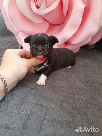 Чихуашечки