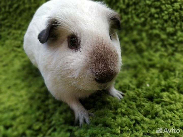 Морские свинки сиамские и панды