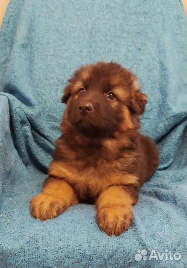 Щенки немецкой овчарки