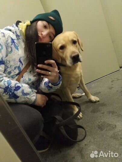 Услуги догситтера/кэтситтера(няня для собак или ко