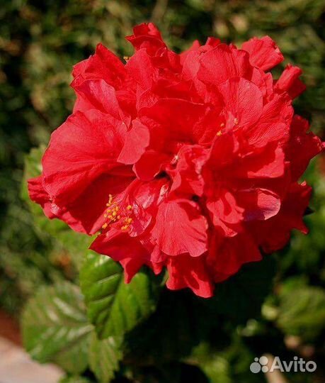 Гибискус китайская роза