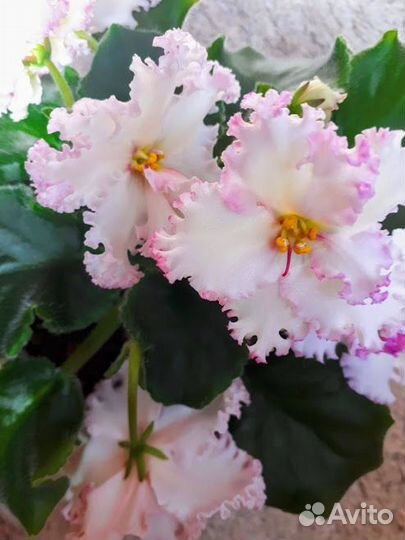 Сортовые сенполии